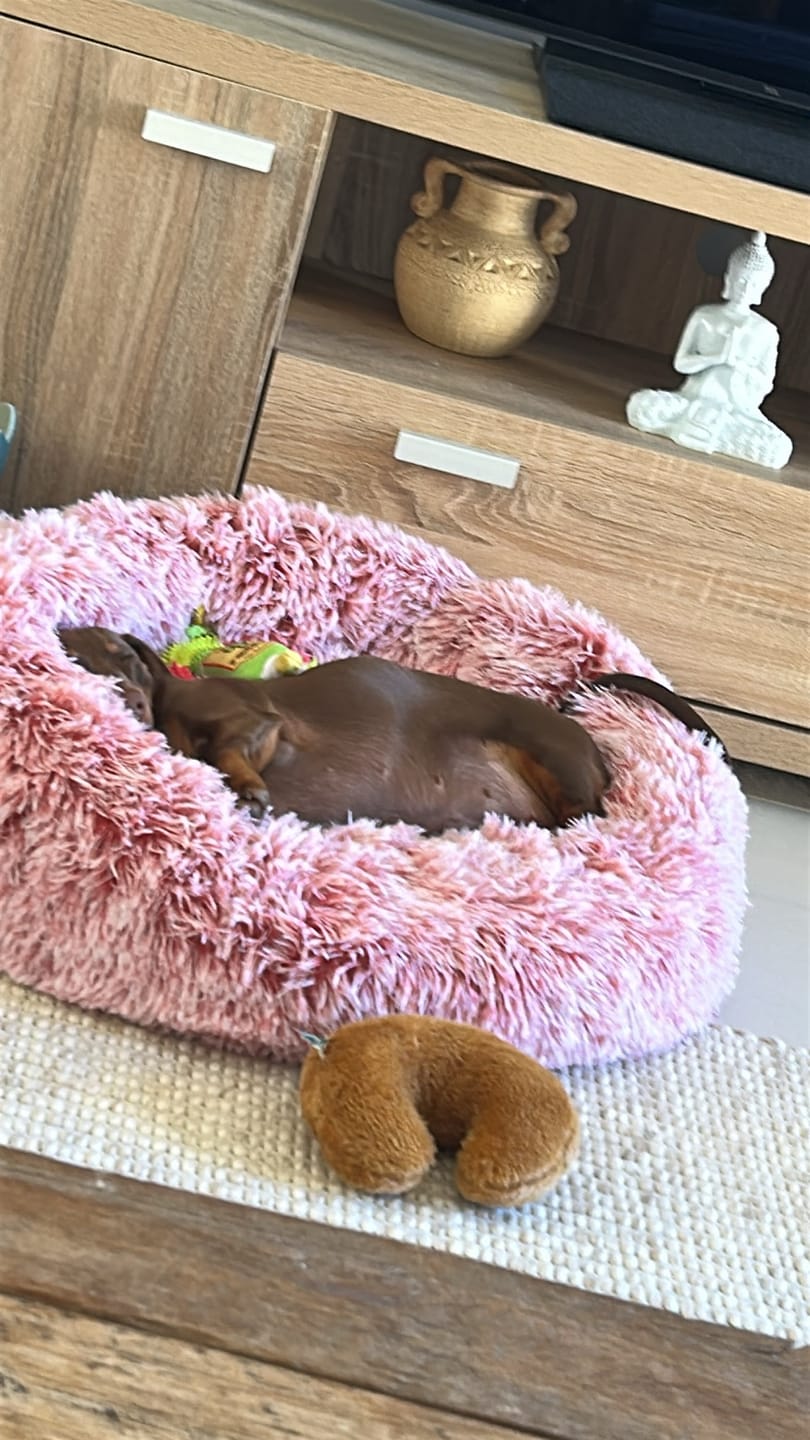 Customer photo review of Calming Pet Bed with Removable Cover