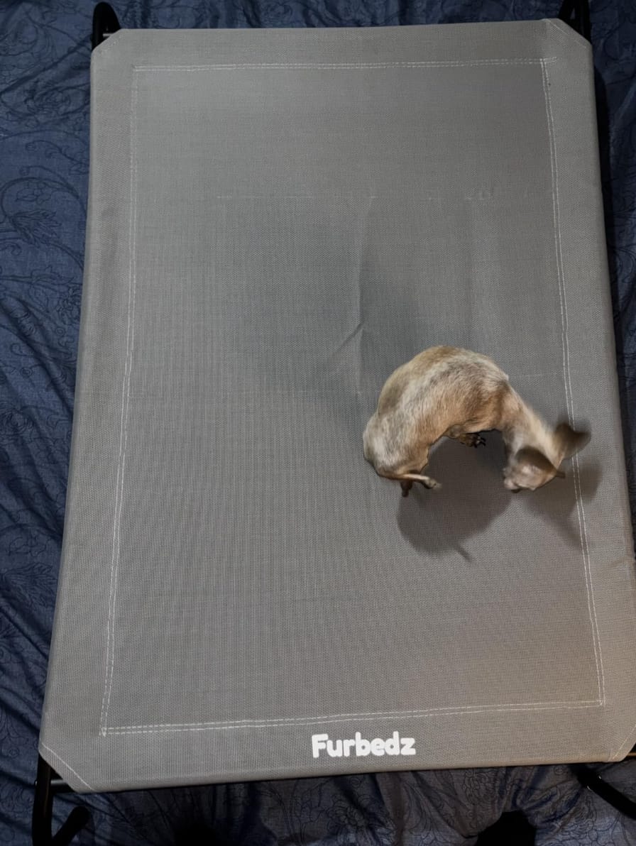 Customer photo review of Cama Elevada para Perros