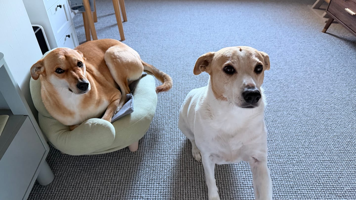 Customer photo review of CloudNest Elevated Pet Sofa Bed