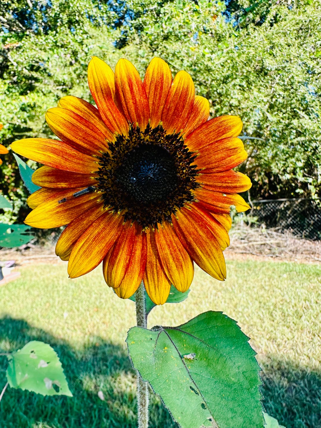 Customer photo review of Evening Sun Sunflower Seeds - Helianthus annuus