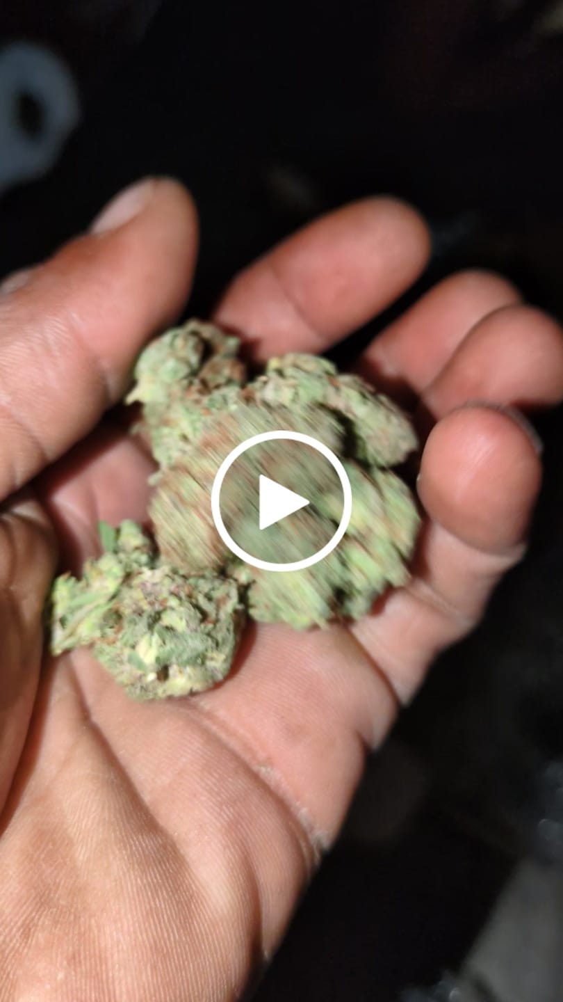Customer video review of Jenny Kush - Bulk - Hybrid