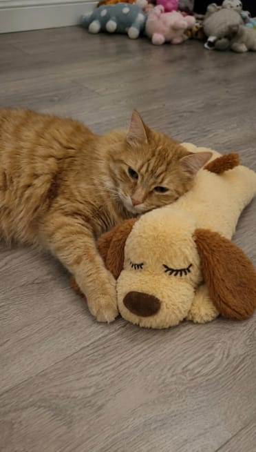Customer photo review of Peluche Calmante para Mascotas