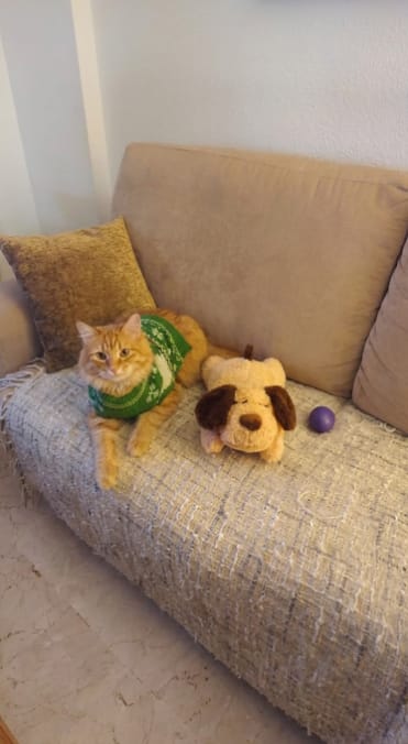 Customer photo review of Peluche Calmante para Mascotas