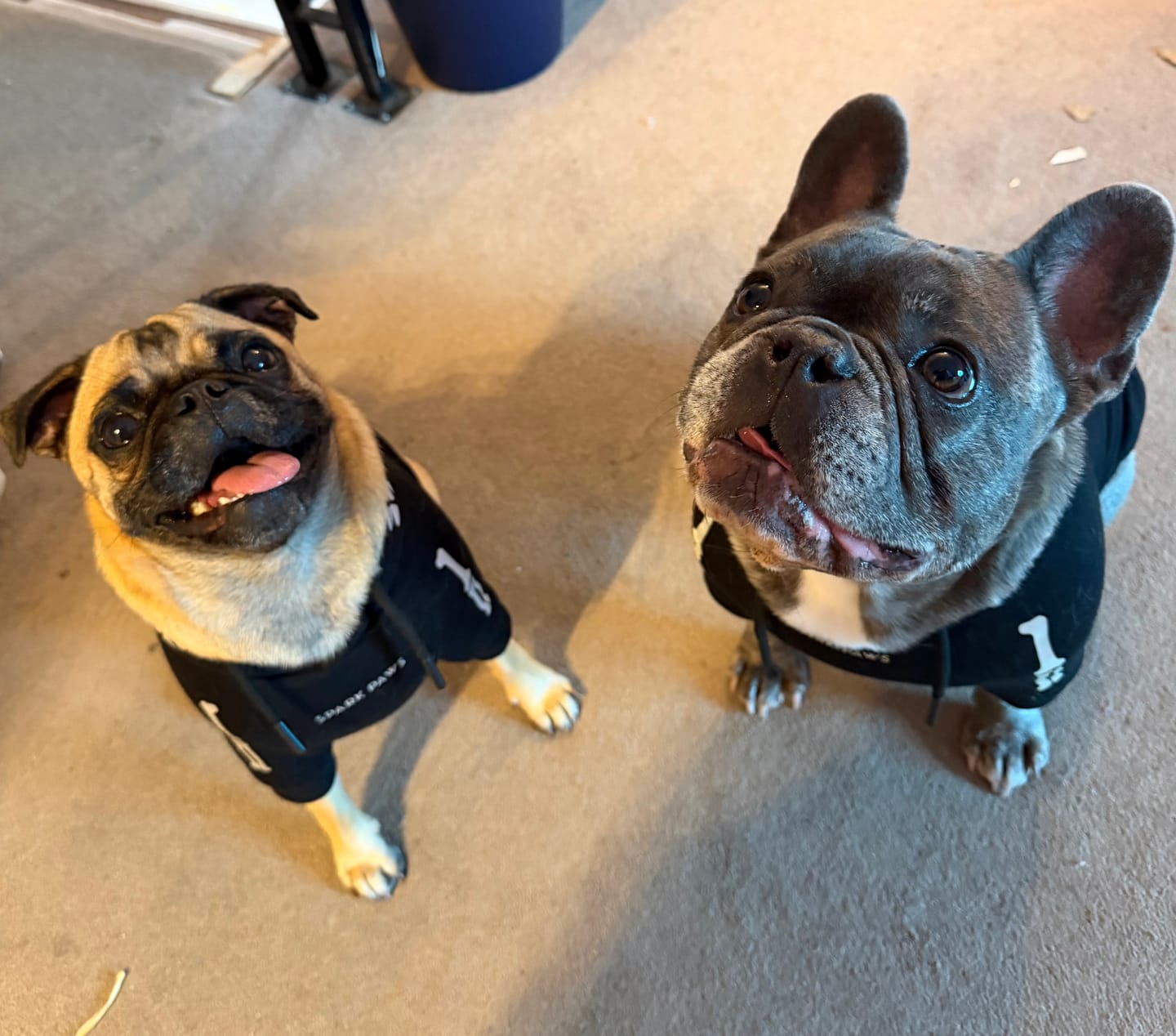 Customer photo review of Halloween Dog Hoodie - Reflective Skeleton