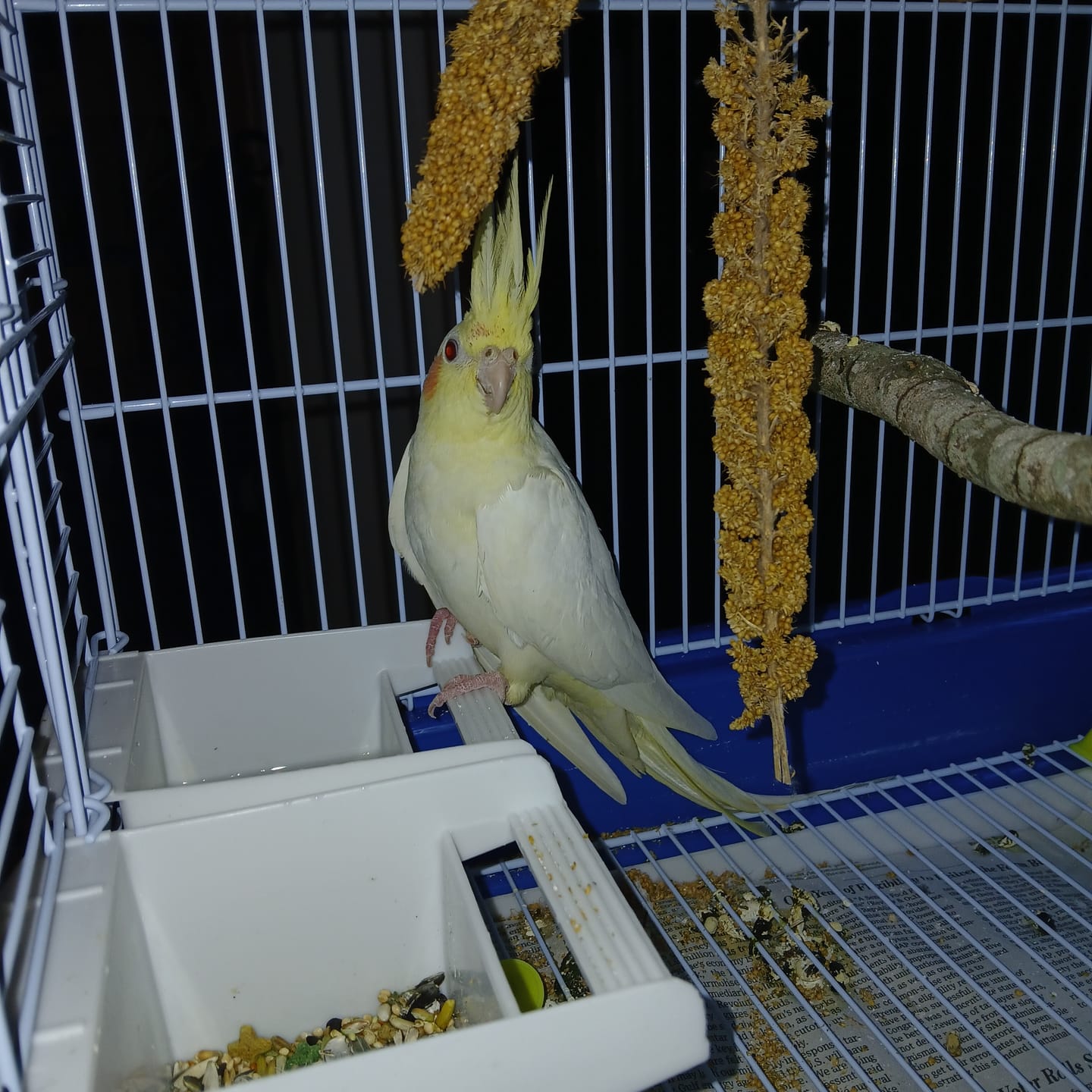 Customer photo review of Kings Cages ES 2016 H House Top Bird Cage 30X20X16