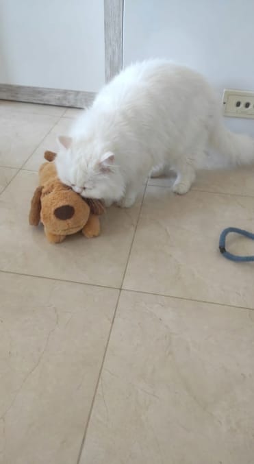Customer photo review of Peluche Calmante para Mascotas