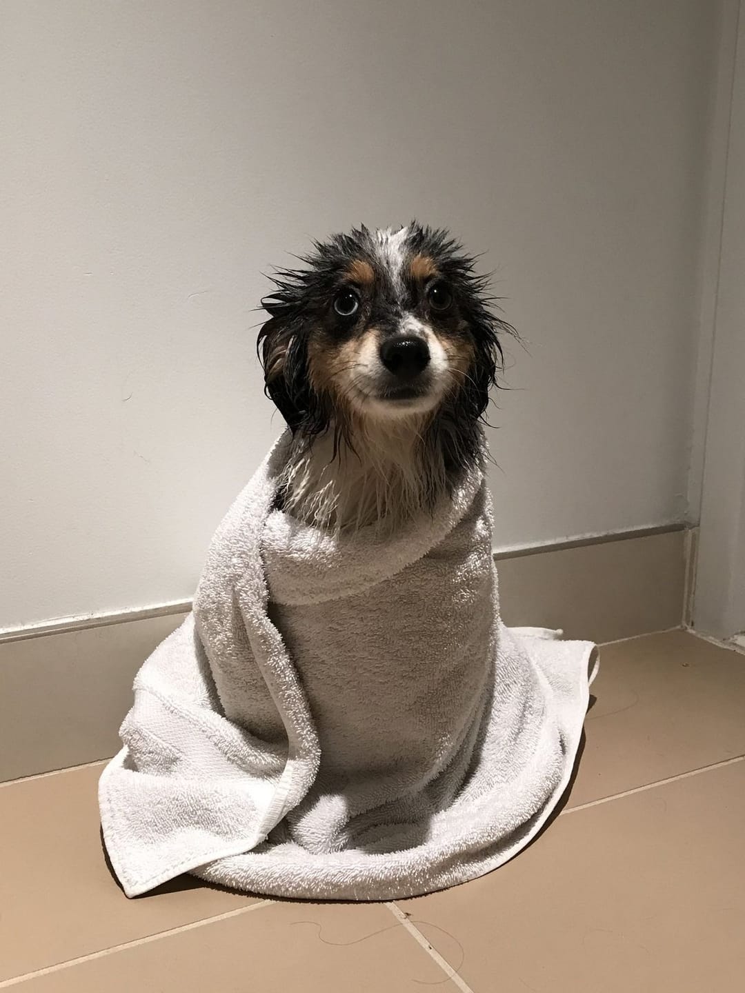 Customer photo review of Baño Sin Pelea | Sujeta y Baña