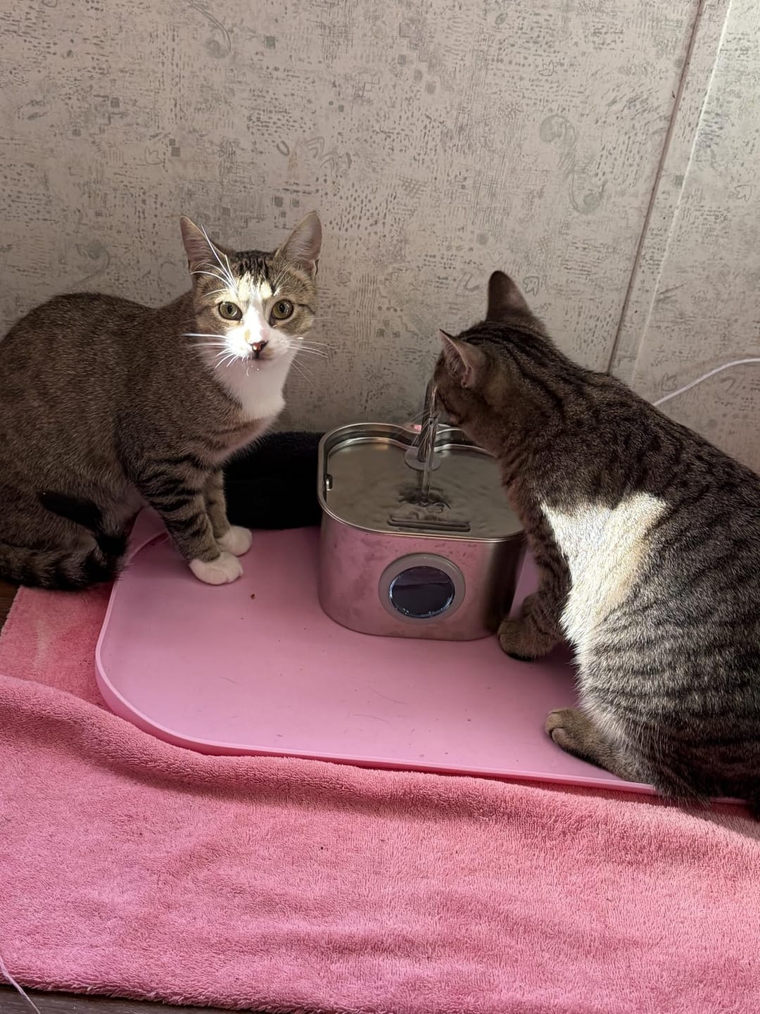 Customer photo review of AquaPurr™ Fresh Water Fountain