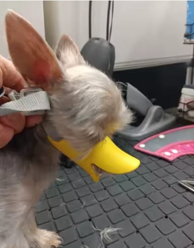 Customer photo review of Bozal QuietDog ˢᵗʳ Controla mordidas y ladridos.
