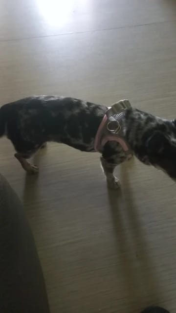 Customer photo review of ARNÉS + CORREA ANTIESCAPE PARA GATOS