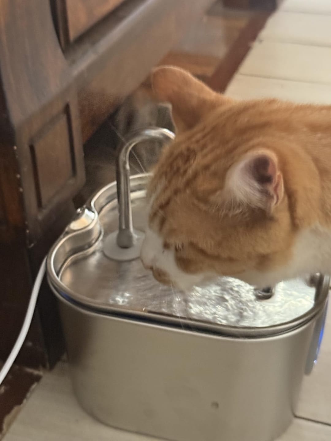 Customer photo review of AquaPurr™ Fresh Water Fountain