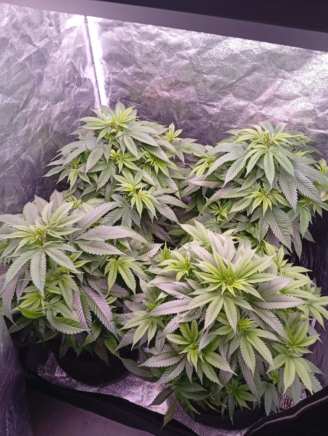 Customer photo review of Hanfstecklinge | Epic Buzz