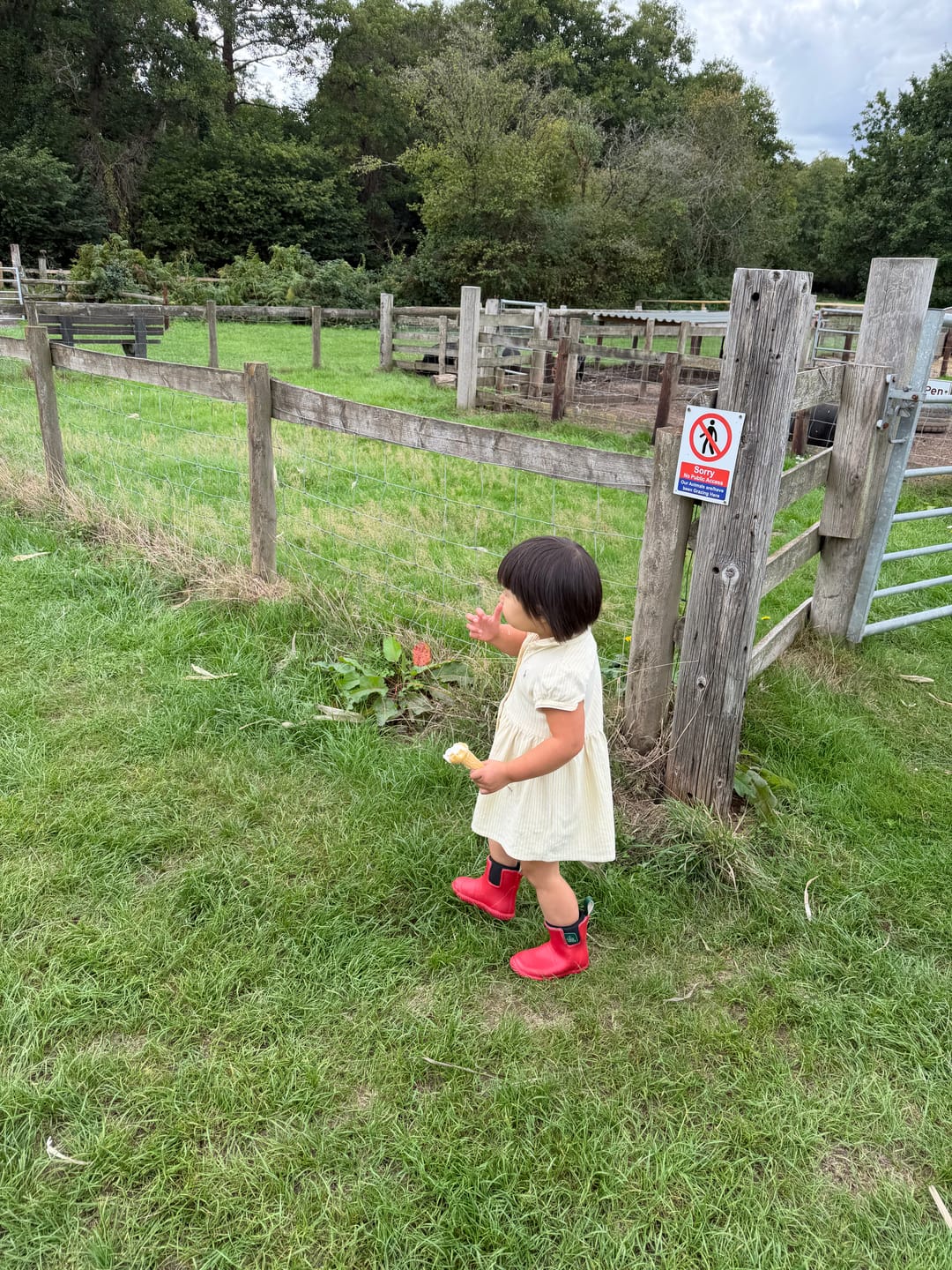Customer photo review of Red Apples Classic Natural Rubber Rain Boots