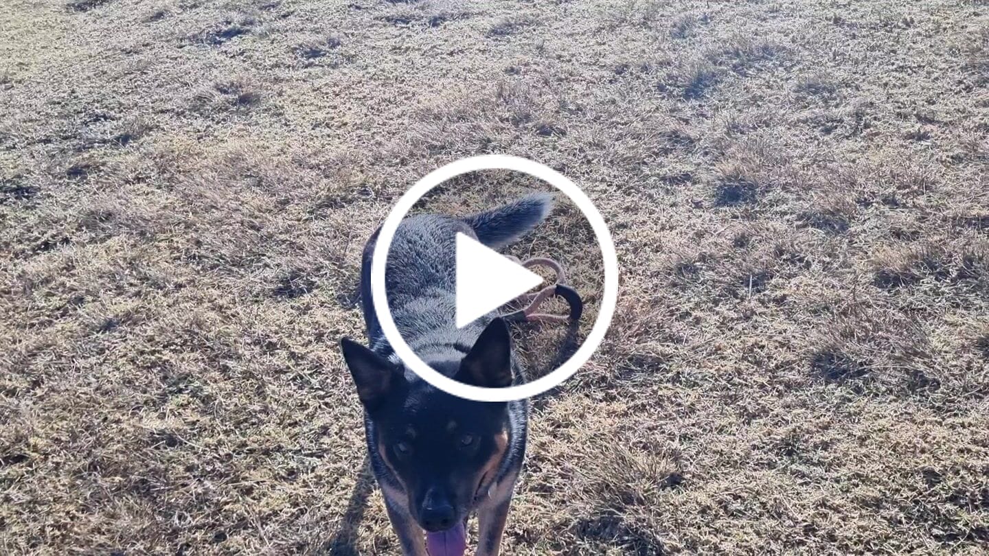Customer video review of Herding Ball