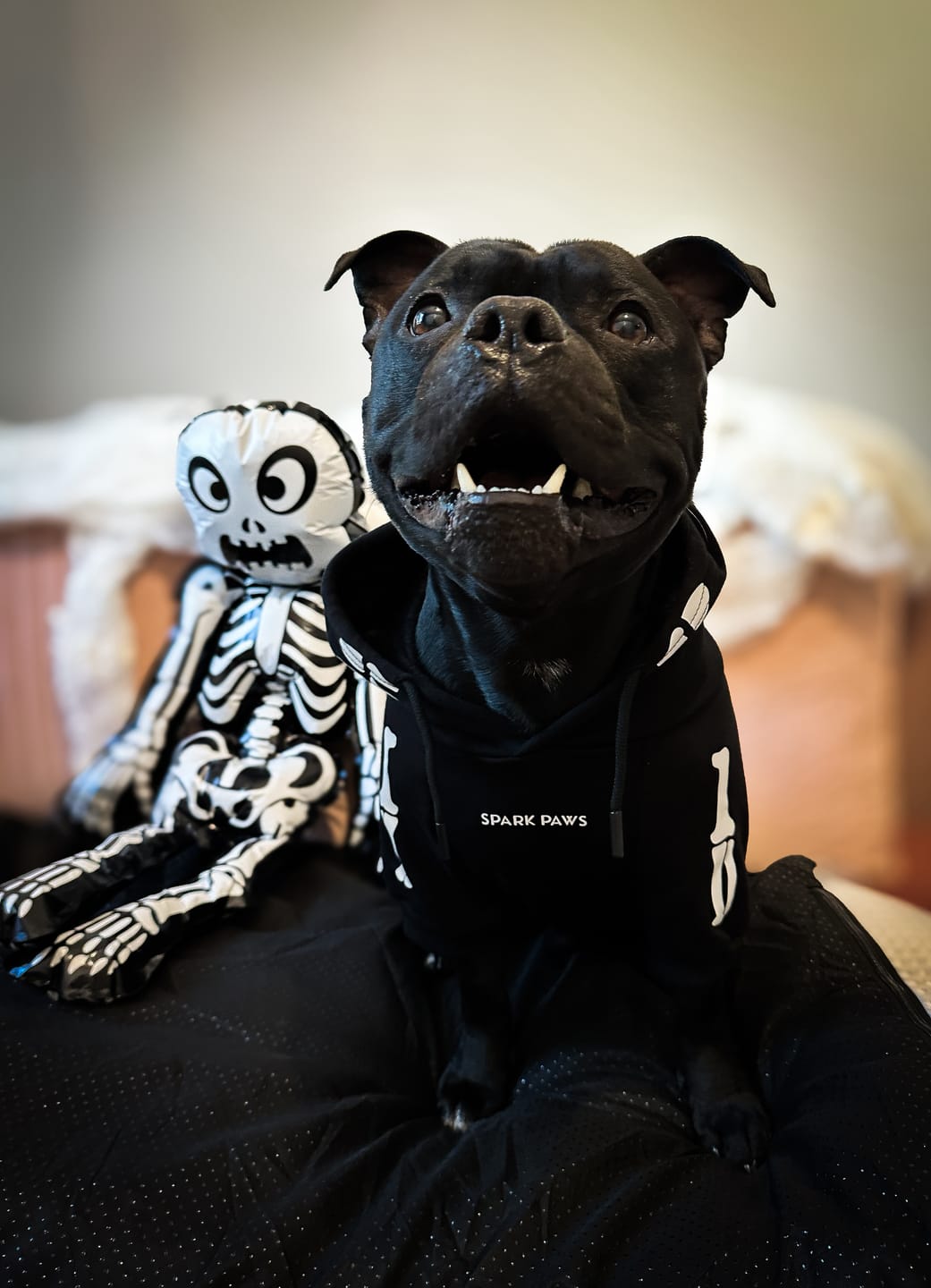 Customer photo review of Halloween Dog Hoodie - Reflective Skeleton (2)
