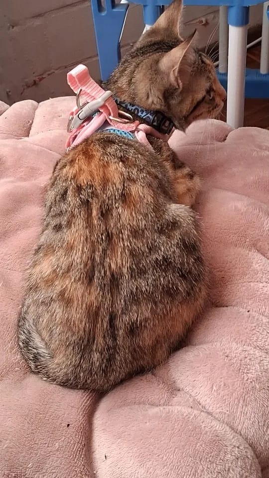 Customer photo review of ARNÉS + CORREA ANTIESCAPE PARA GATOS