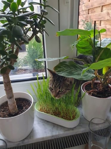 Customer photo review of Germinador de Pasto para Gato