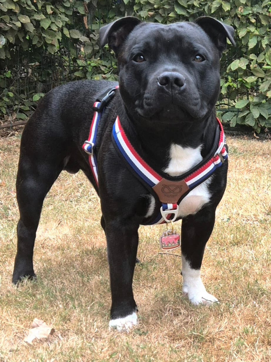 Customer photo review of Staffordshire Bull Terrier 1935® Harness & Leash Set - Tricolore