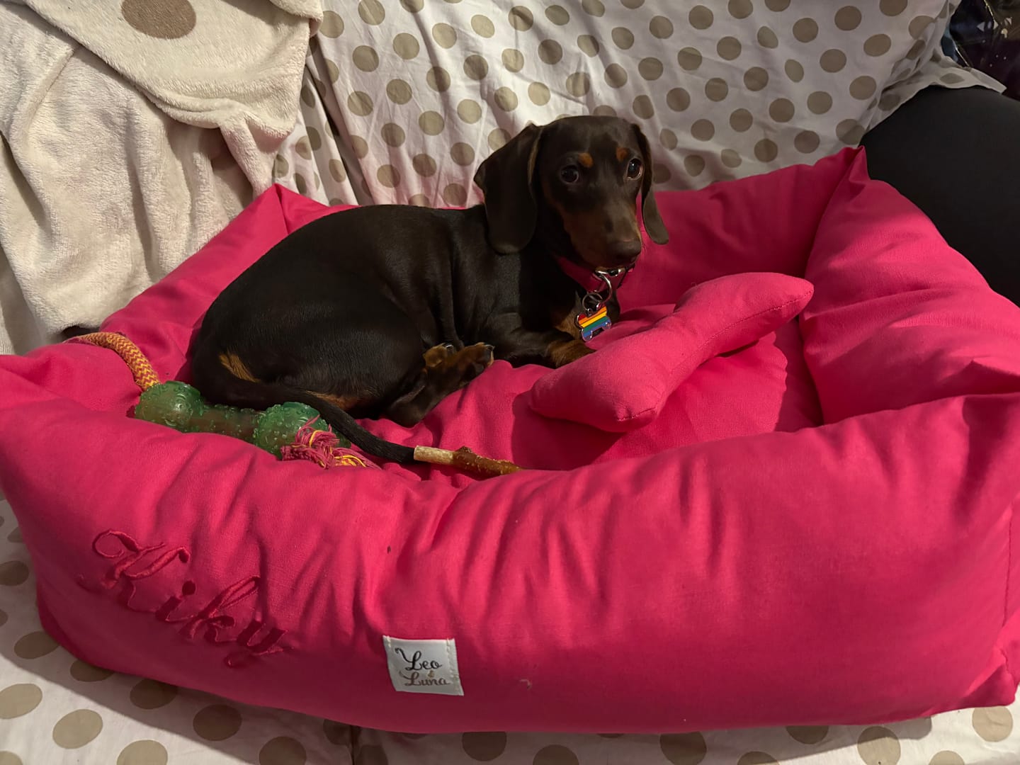 Customer photo review of Divanetto per Cani Siena Fucsia – Cuccia Artigianale Made in Italy