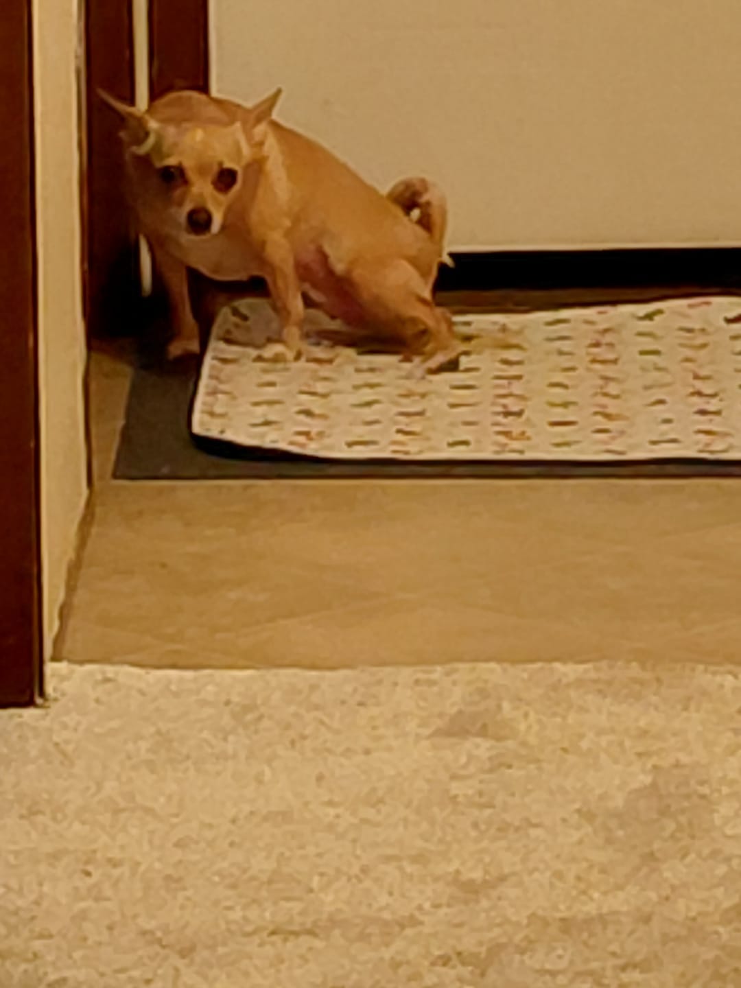 Customer photo review of BuddyPup™ Tapete Absorbente Lavable con Feromonas