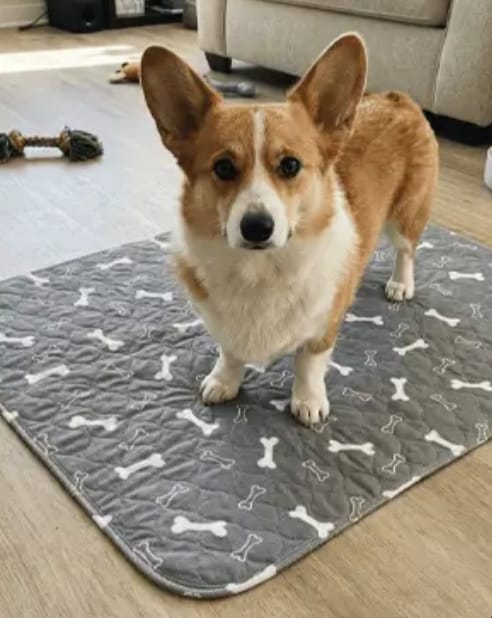 Customer photo review of BuddyPup™ Tapete Absorbente Lavable con Feromonas