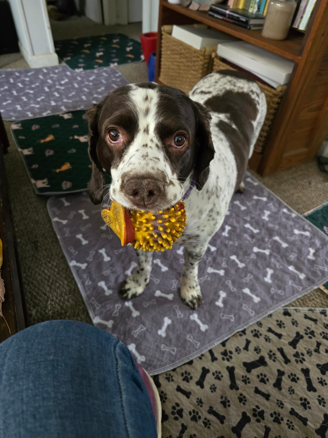 Customer photo review of BuddyPup™ Tapete Absorbente Lavable con Feromonas