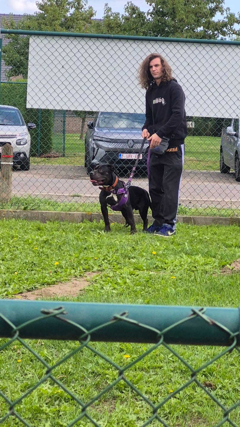 Customer photo review of 1.4m Swivel Combat Leash | Anti-Tangle & Secure Clip - Purple