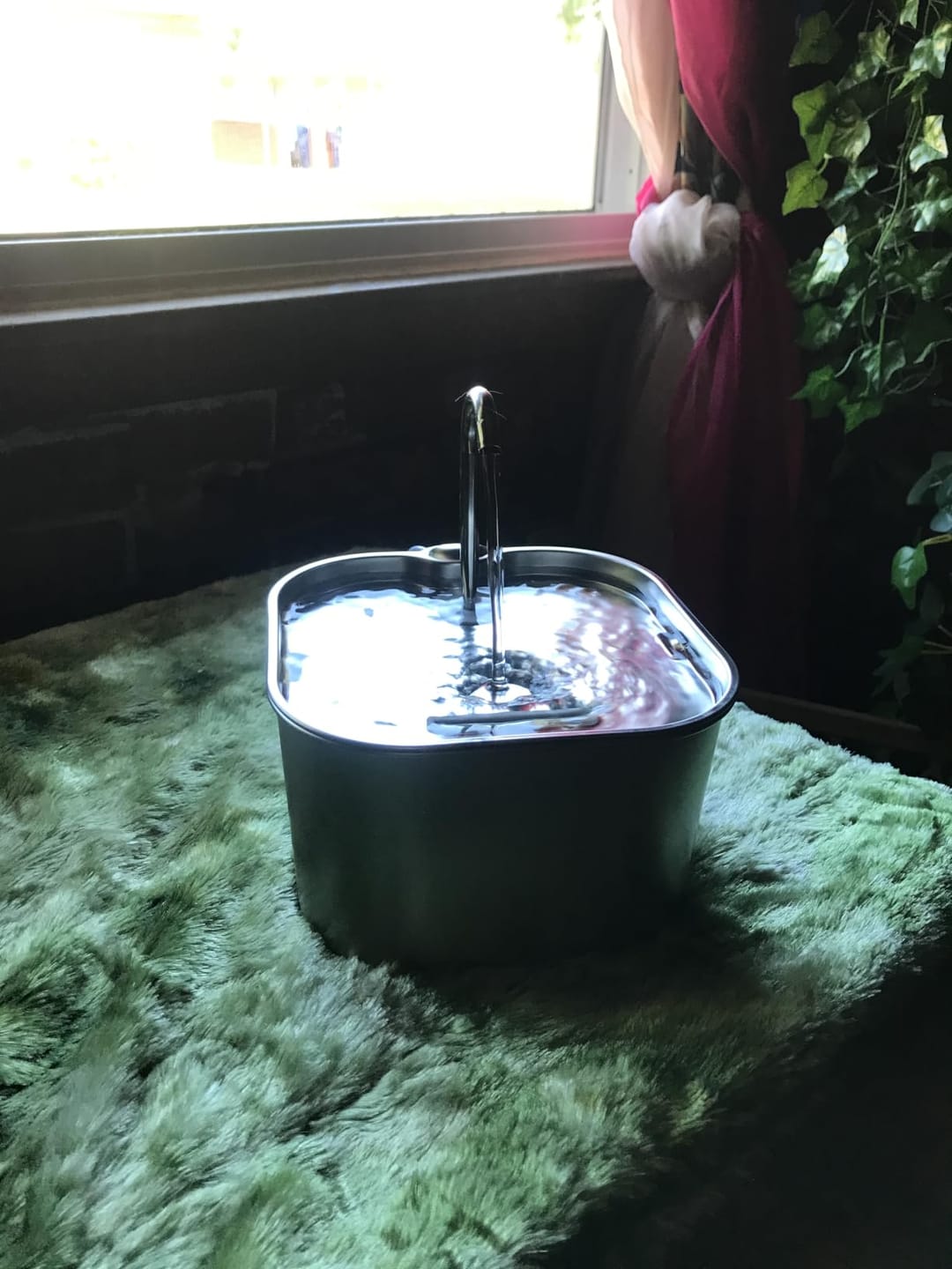 Customer photo review of AquaPurr™ Fresh Water Fountain