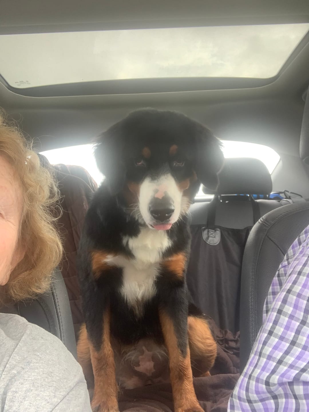 Customer photo review of FurLife™ 12 Months Flea and Tick Free