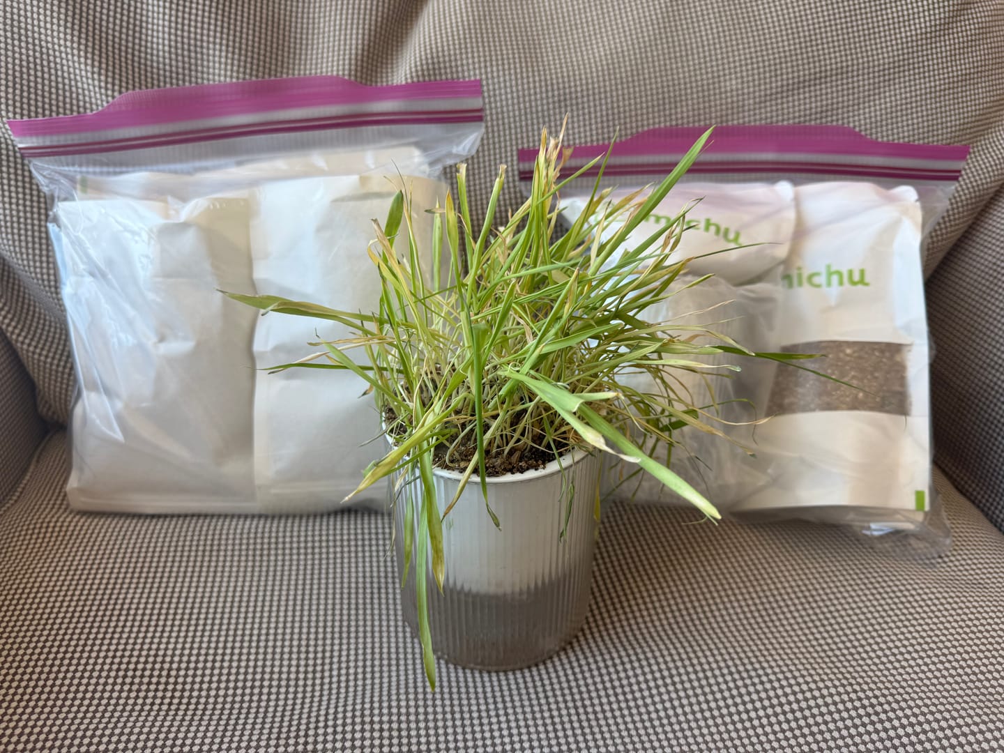 Customer photo review of Michu All-in-One Soil-Free Cat Grass Grow Kit - Made In USA