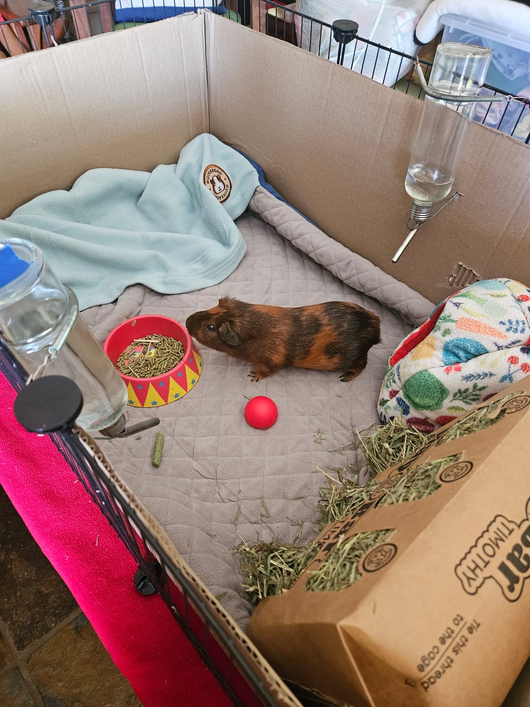 Customer photo review of GuineaDad Premium Liner For Small Animal Cages