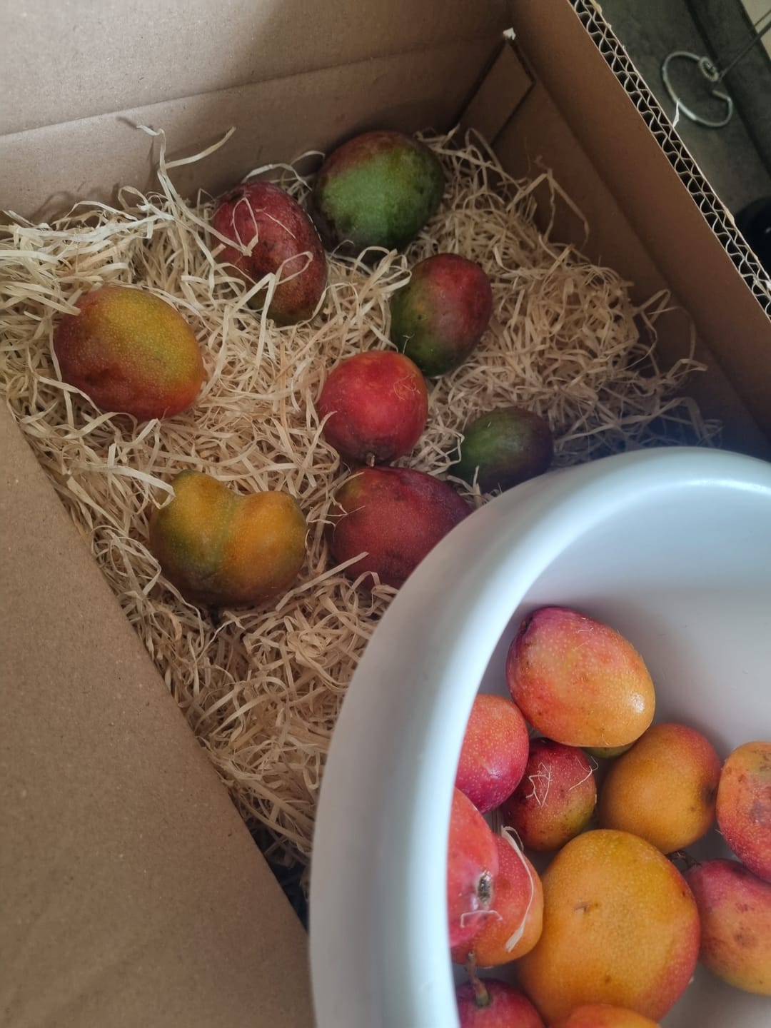 Customer photo review of Baby-Mango Irwin Bio von Julian