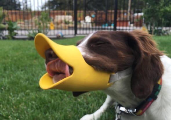 Customer photo review of Bozal QuietDog ˢᵗʳ Controla mordidas y ladridos.