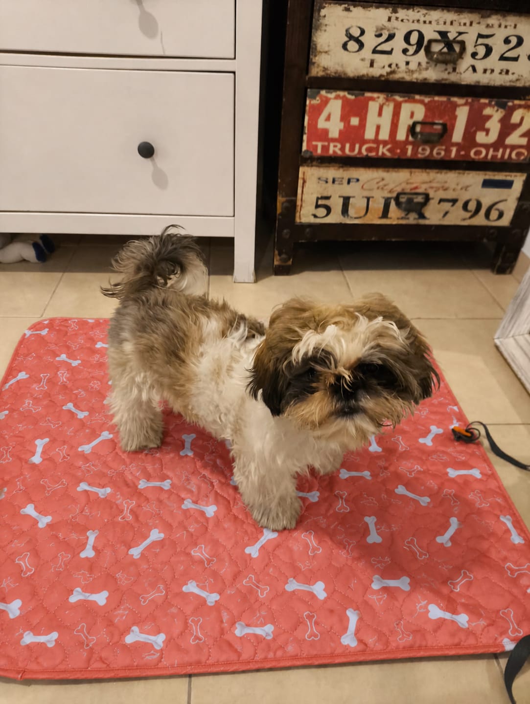 Customer photo review of BuddyPup™ Tapete Absorbente Lavable con Feromonas