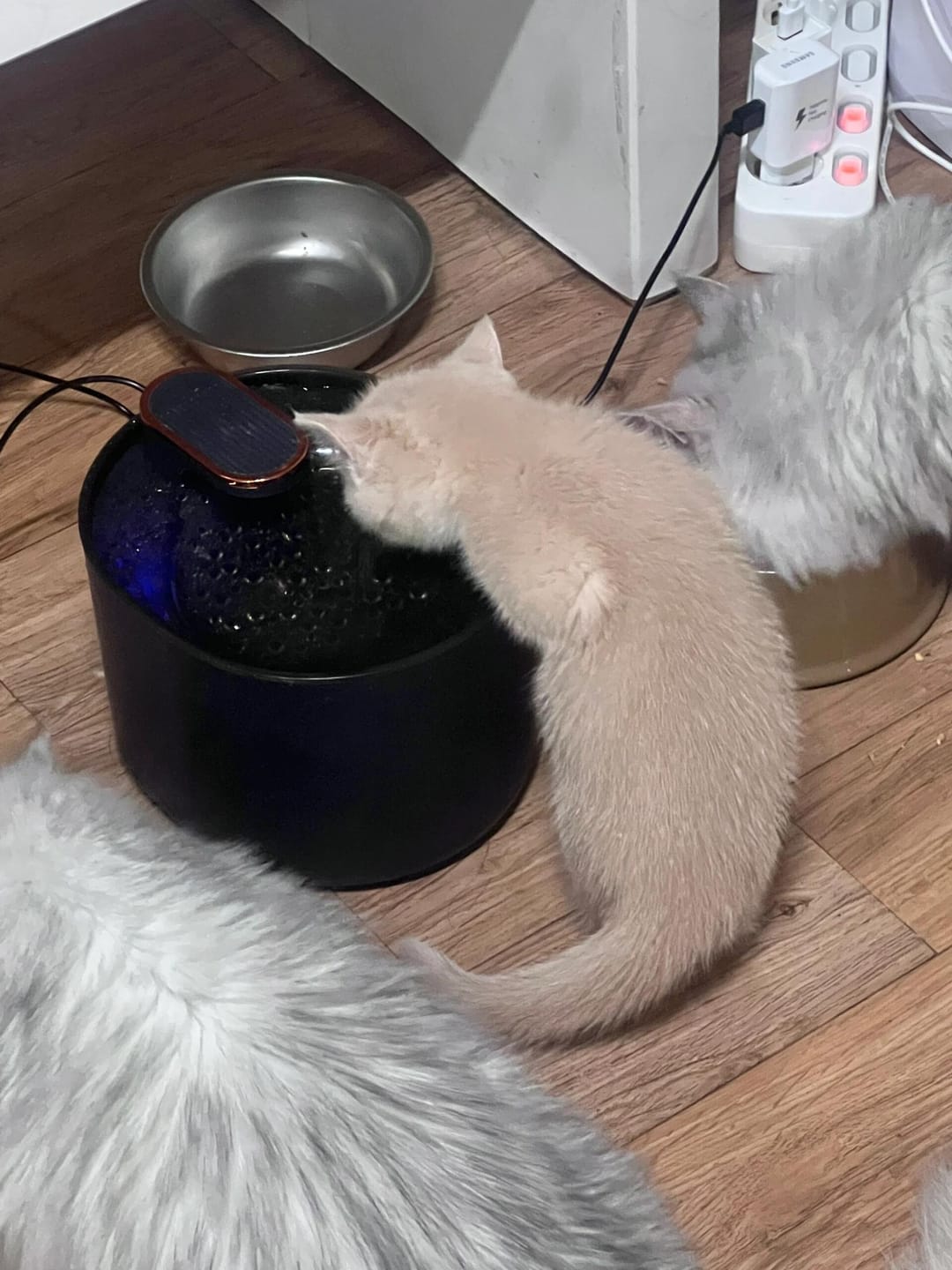 Customer photo review of Pawtique FlowSense™ 3L Sensor Pet Water Fountain