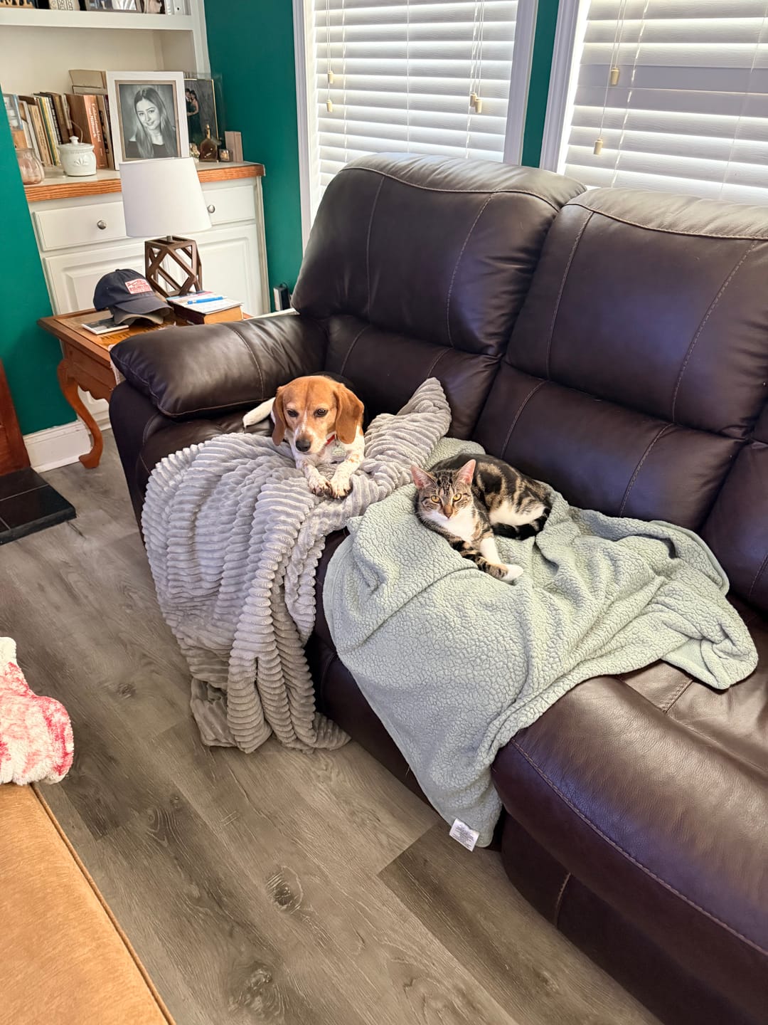 Customer photo review of FeLife® Immunity Support - Reduces FeLV Virus in Cats