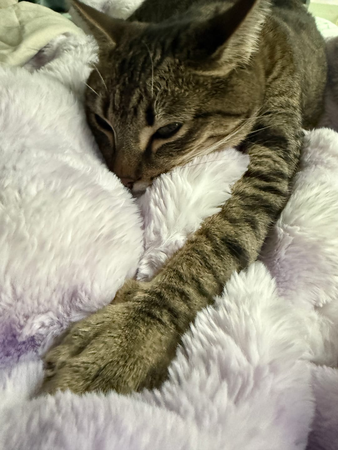 Customer photo review of Extreme Ultra Cloud Lilac Breeze Blanket