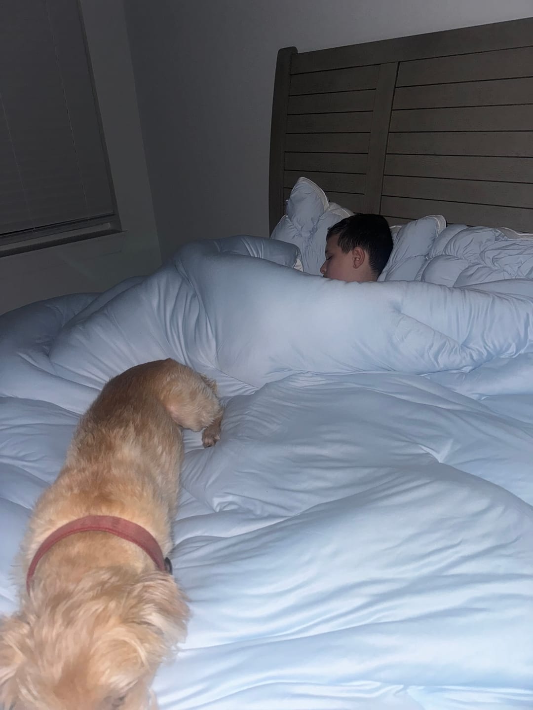 Customer photo review of MarshMellow Comforter