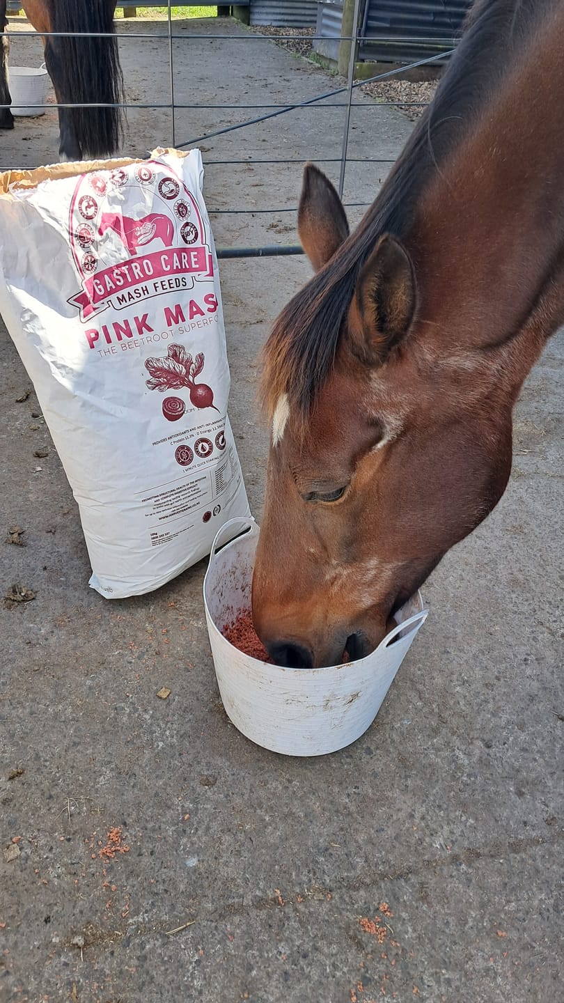 Customer photo review of Harvest Grains Pink Mash