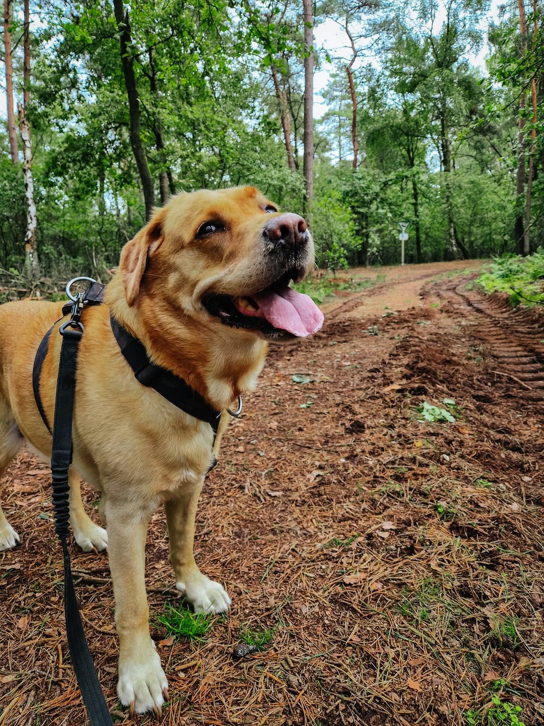 Customer photo review of Hiking Lightroom Presets