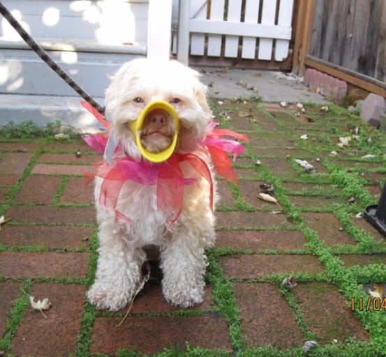 Customer photo review of Bozal QuietDog ˢᵗʳ Controla mordidas y ladridos.