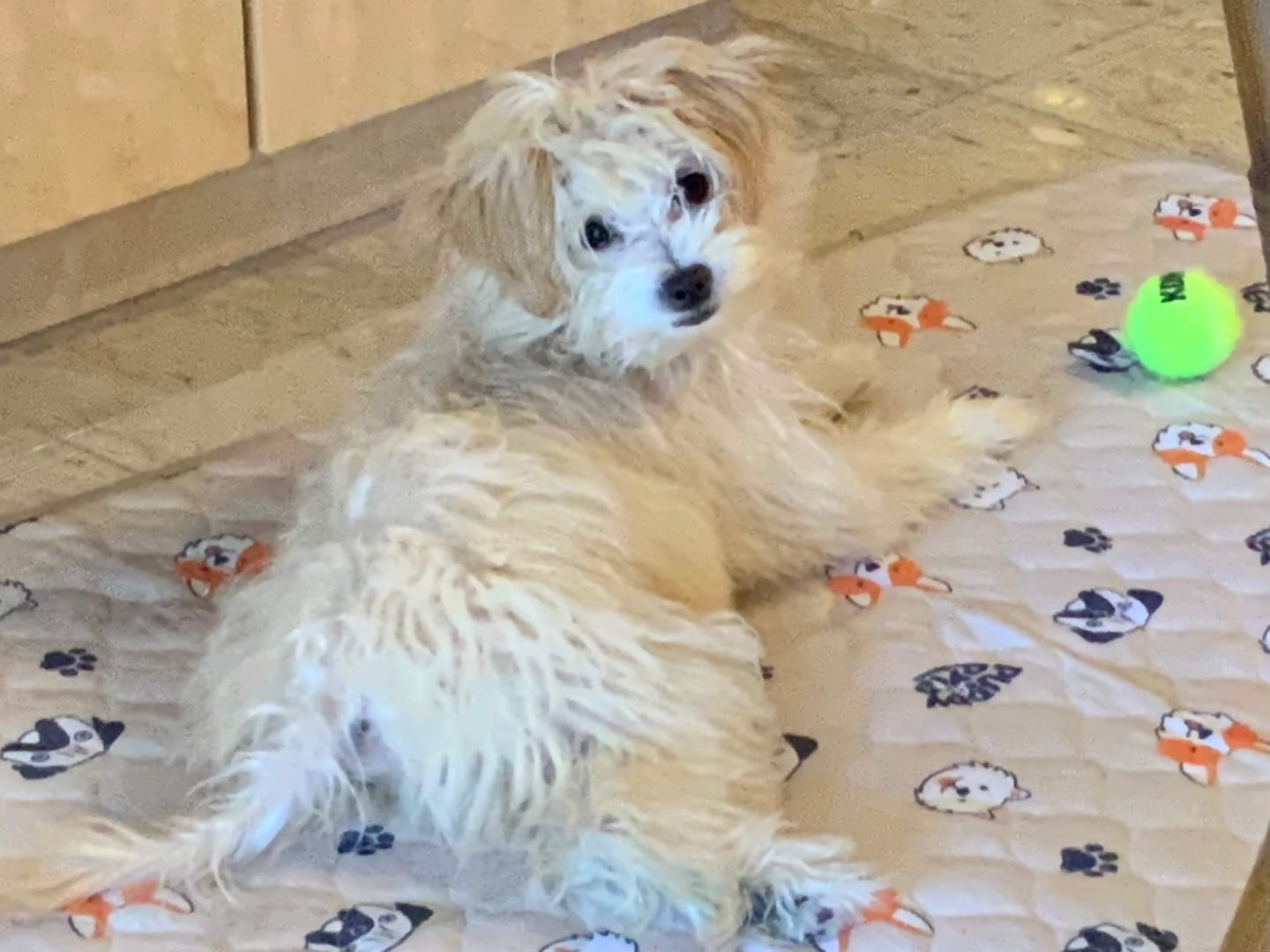 Customer photo review of BuddyPup™ Tapete Absorbente Lavable con Feromonas