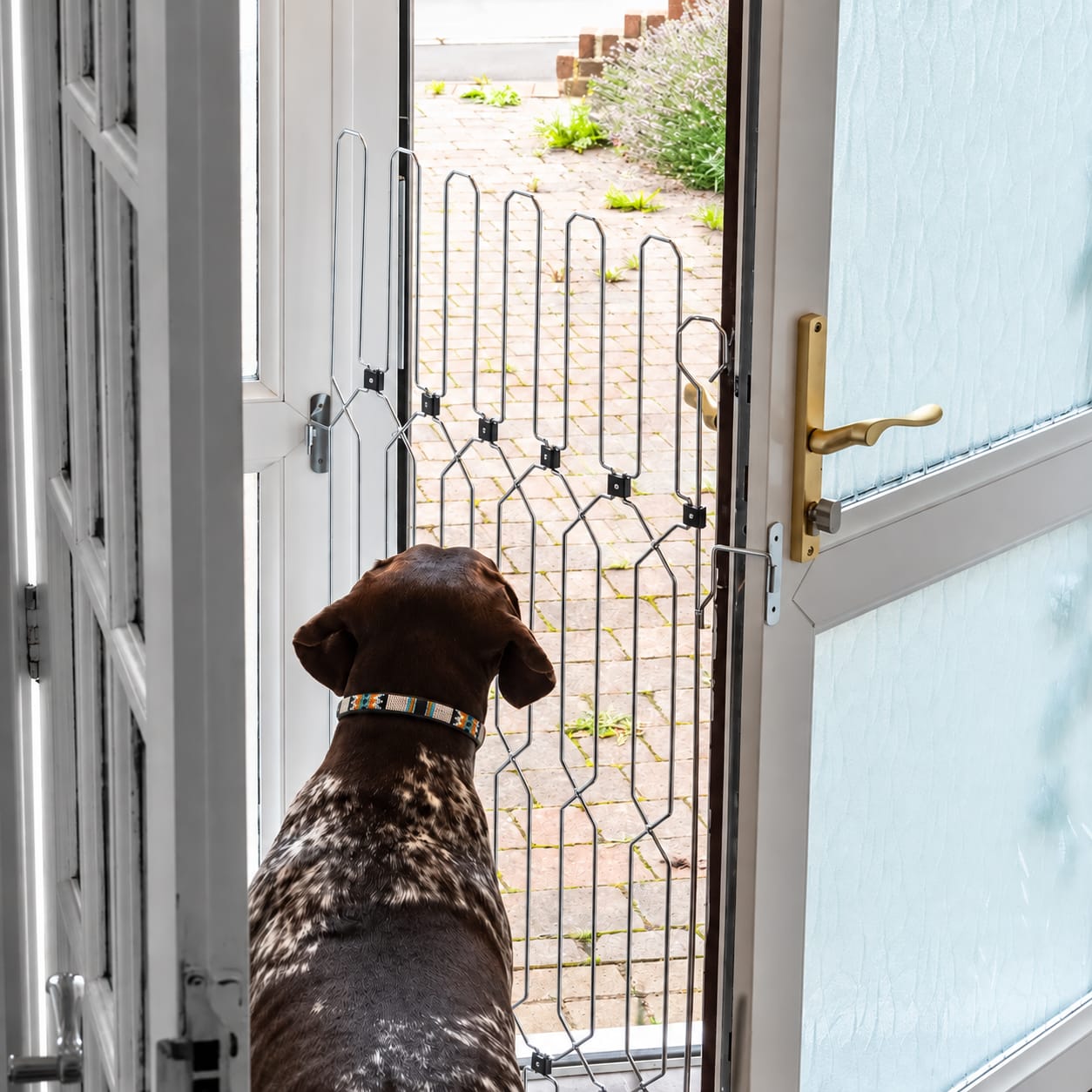 Customer photo review of Dog Guard ExpandGate