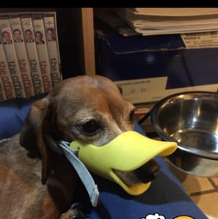 Customer photo review of Bozal QuietDog ˢᵗʳ Controla mordidas y ladridos.