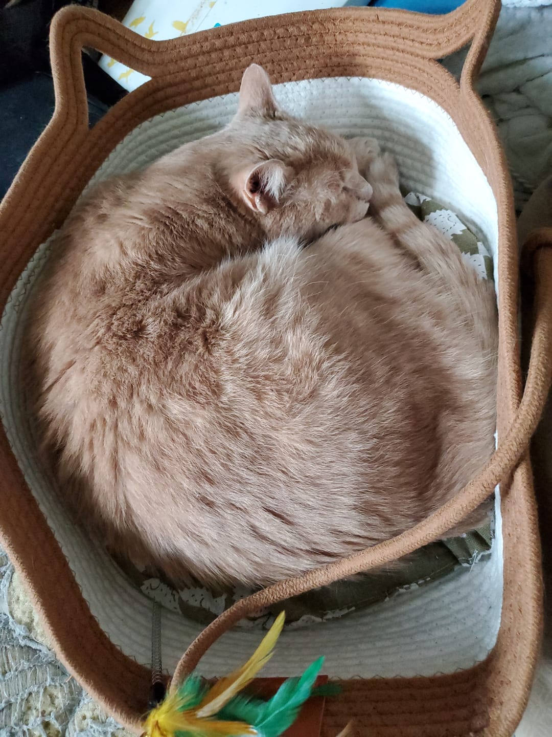 Customer photo review of Instinct Basket | Meet the first research-backed natural territory for indoor cats