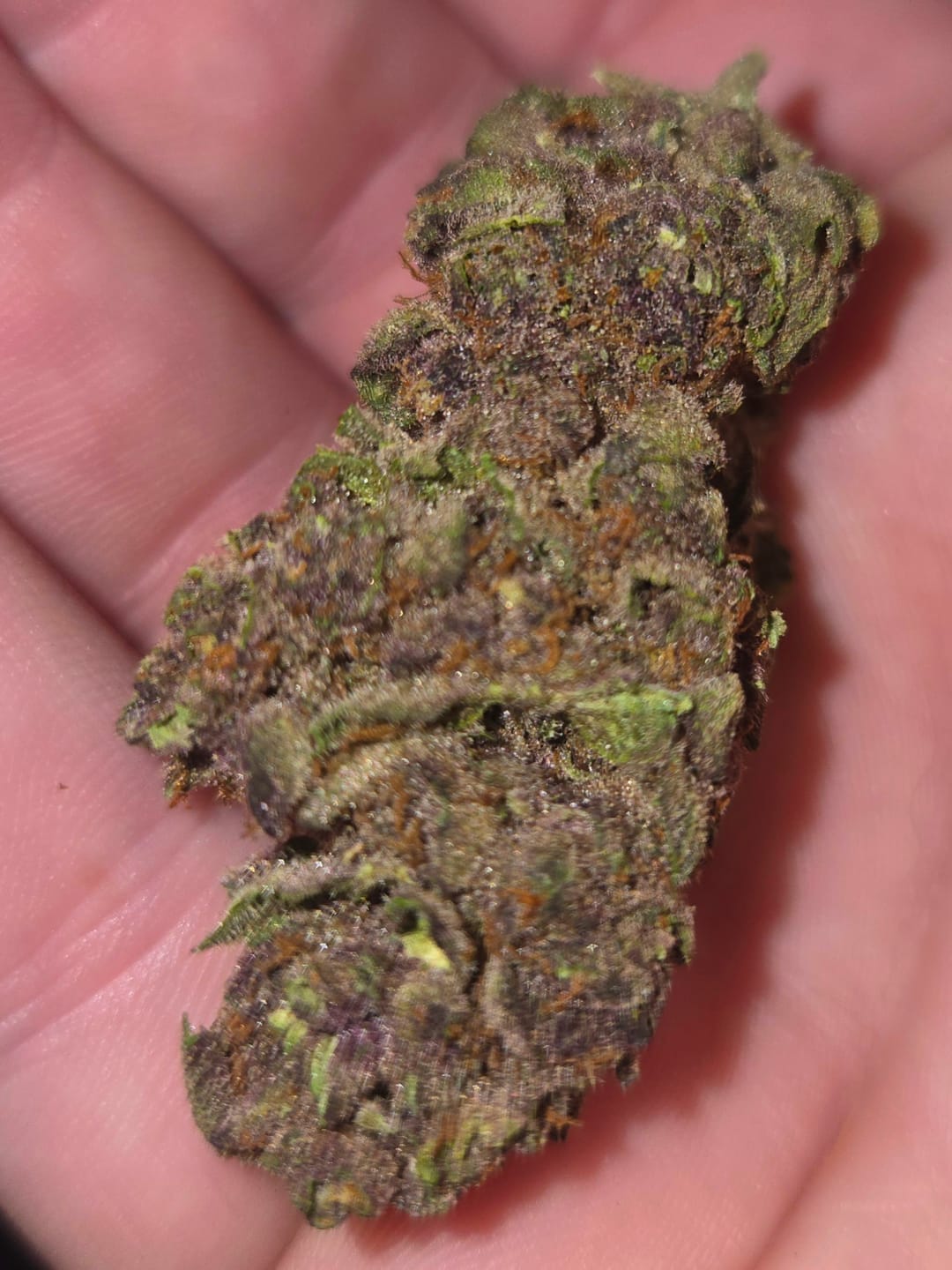 Customer photo review of Tropicana Cherry THCA Flower