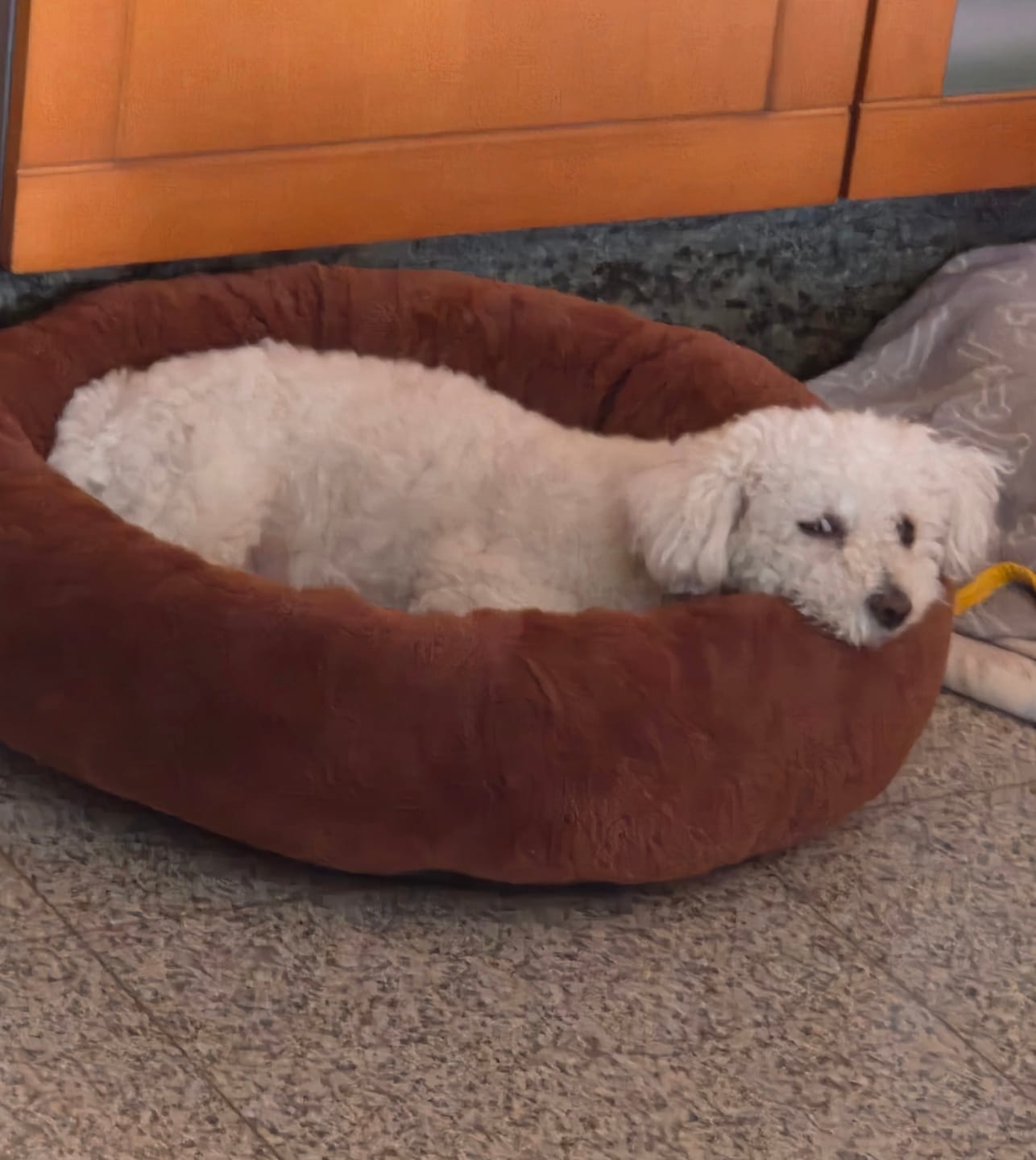 Customer photo review of Pet Perfect Orthopedische Donutmand