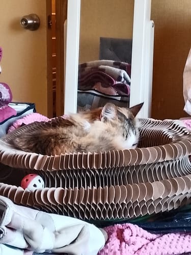 Customer photo review of CurePet Interactive Springs - Physical and Mental Exercise Toy for Cats