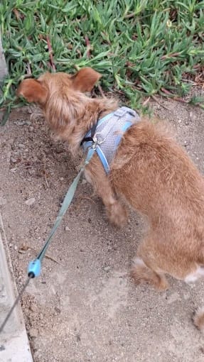 Customer photo review of ARNÉS + CORREA ANTIESCAPE PARA GATOS