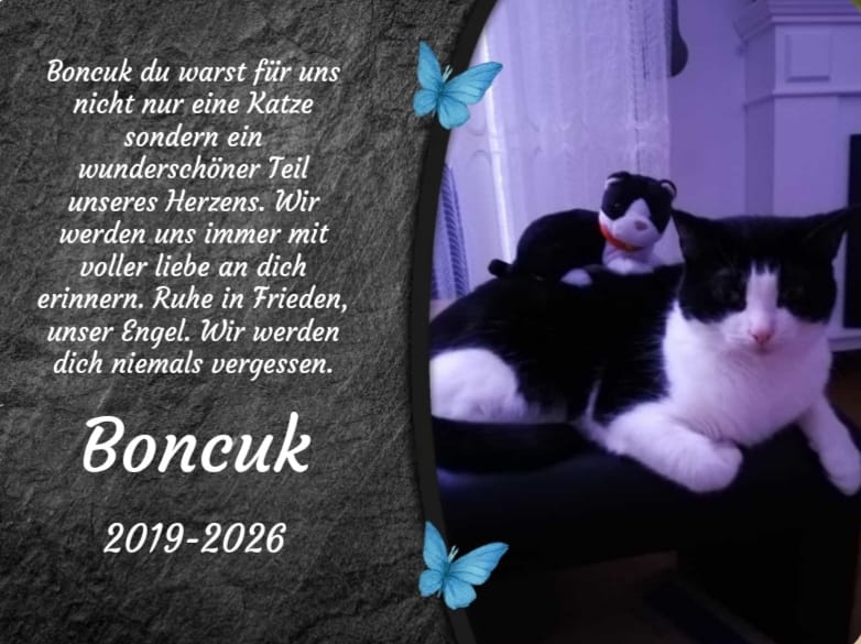 Customer photo review of Katzen Gedenktafel mit Foto & Spruch (UV- & Wetterfest)